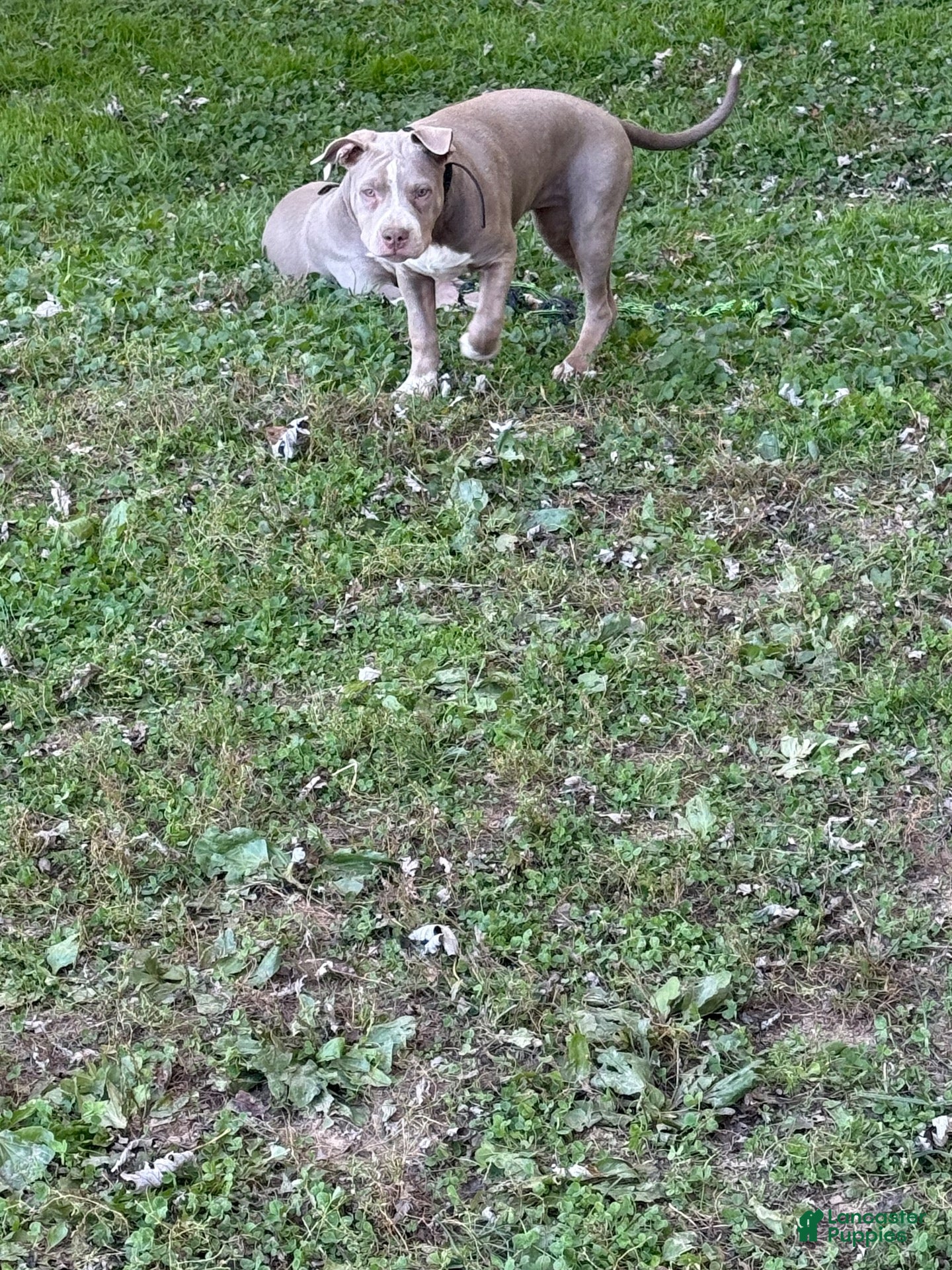American Bully dogs for sale: American Bully 2 - Ad 2