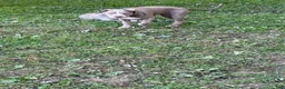 American Bully dogs for sale: American Bully 2 - Ad 2