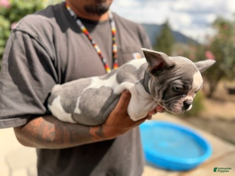 French Bulldog dogs Dotty - Ad 2