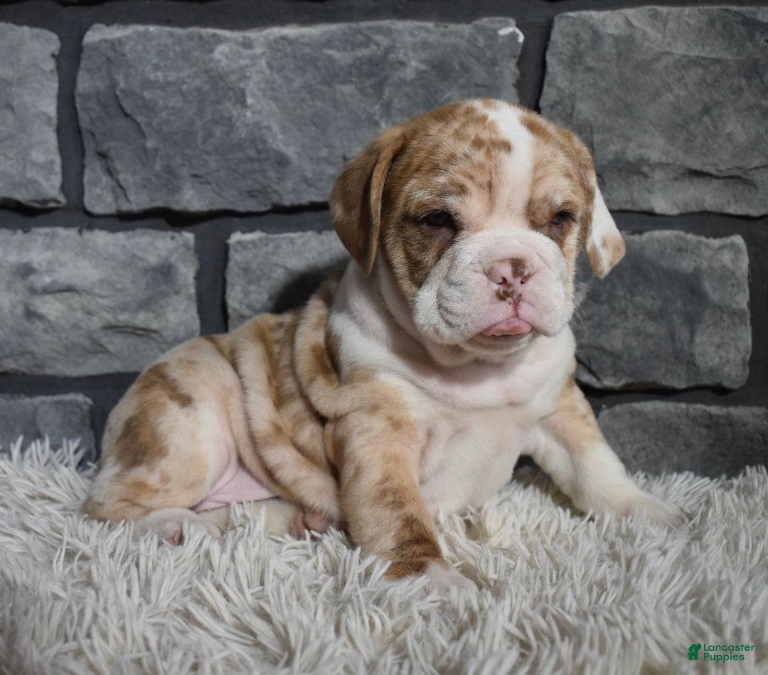 Mixed Breed dogs for sale: Rose  - Ad 6