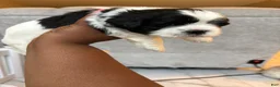 Shih Tzu dogs for sale: Shih Tzu Puppy 5 - Ad 3