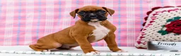 Boxer dogs for sale: Cupid - Ad 5