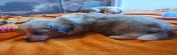 Mixed Breed dogs for sale: Pipsqueak  - Ad 3