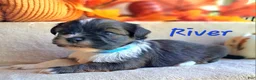 Lhasa Apso dogs for sale: AKC River - Ad 5