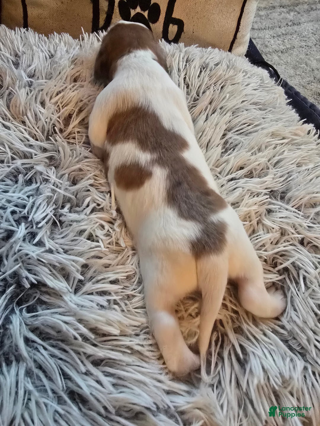 Miniature Dachshund dogs for sale: FeeFee - Ad 7