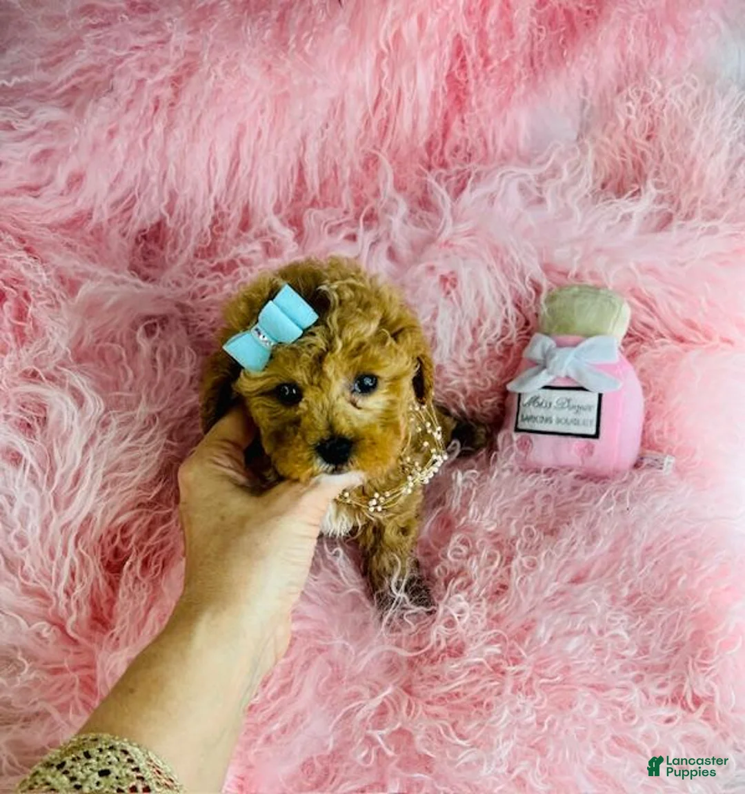 Toy Poodle dogs for sale: Toy Poodle Puppy 1 - Ad 3