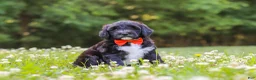 Portuguese Water Dog dogs for sale: Logan - Ad 5