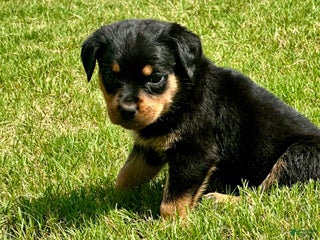 Rottweiler dogs - Ad 21