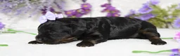Toy Poodle dogs for sale: Pandora  - Ad 11