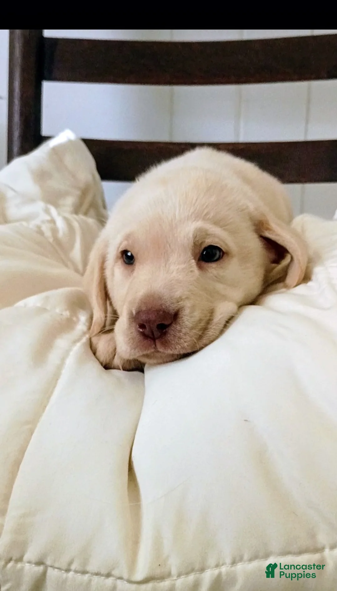 Labrador Retriever dogs for sale: Labrador Retriever Puppy 5 - Ad 1