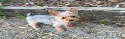 Yorkshire Terrier dogs for sale: Kardi Blue Merle  - Ad 3