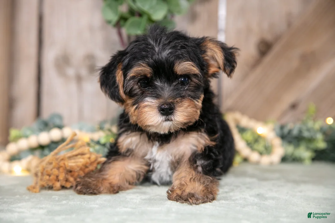 Yorkshire Terrier dogs for sale: Tony - Ad 1