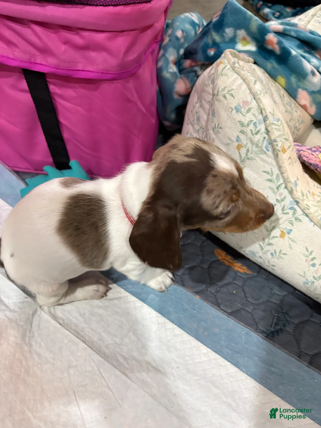Dachshund dogs for sale: Dachshund Puppy 1 - Ad 2