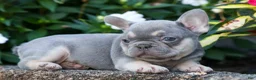 French Bulldog dogs for sale: Roxie🌸 - Ad 3