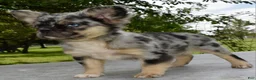 Mixed Breed dogs for sale: Ruby blue eyes merle - Ad 7