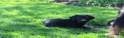 Labrador Retriever dogs for sale: Labrador Retriever Winston - Ad 19