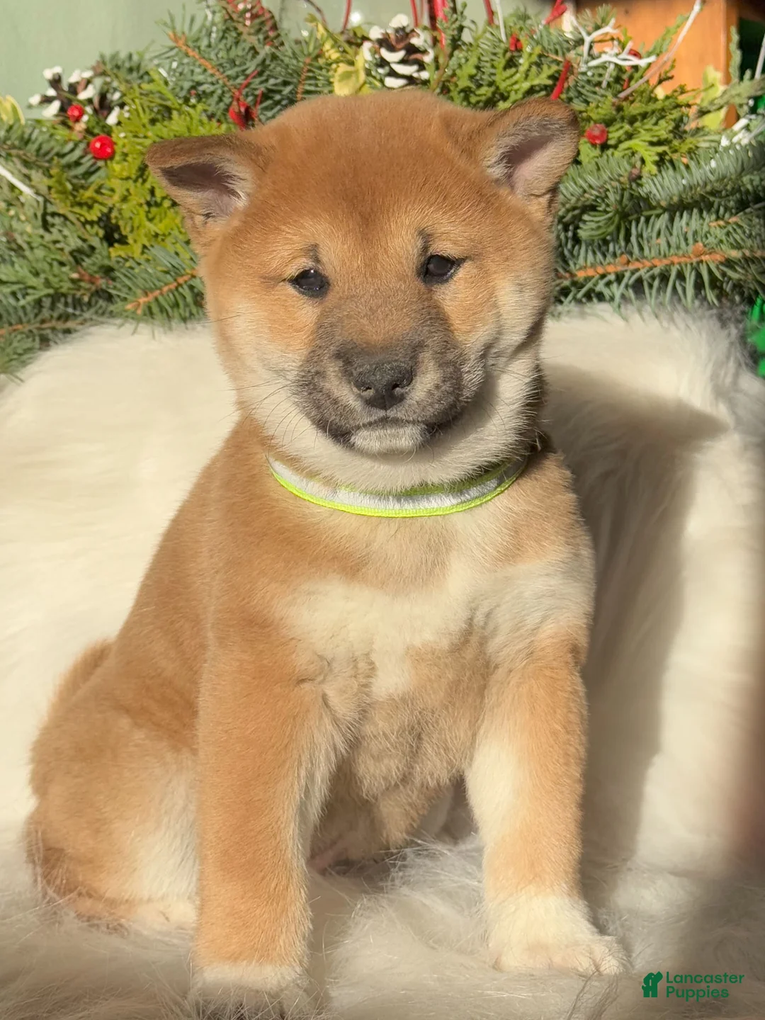 Gallery Image {{count}}