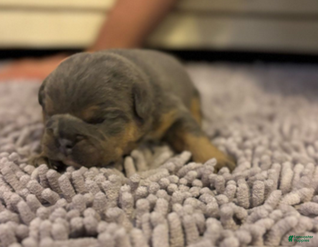 English Bulldog dogs for sale: Sam - Ad 4