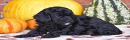 Havapoo dogs for sale: Dustin - Ad 3