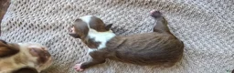 Boston Terrier dogs for sale: Boston Terrier Puppy 3 - Ad 3