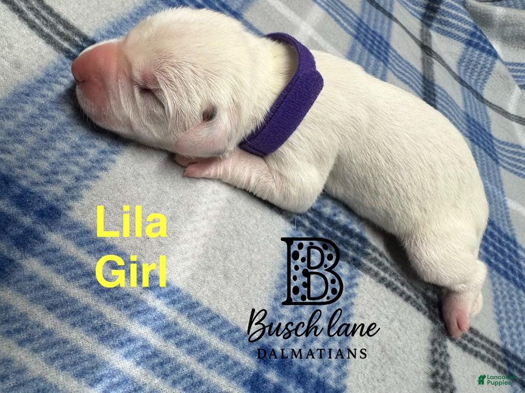 Dalmatian dogs for sale: Lila - Ad 2