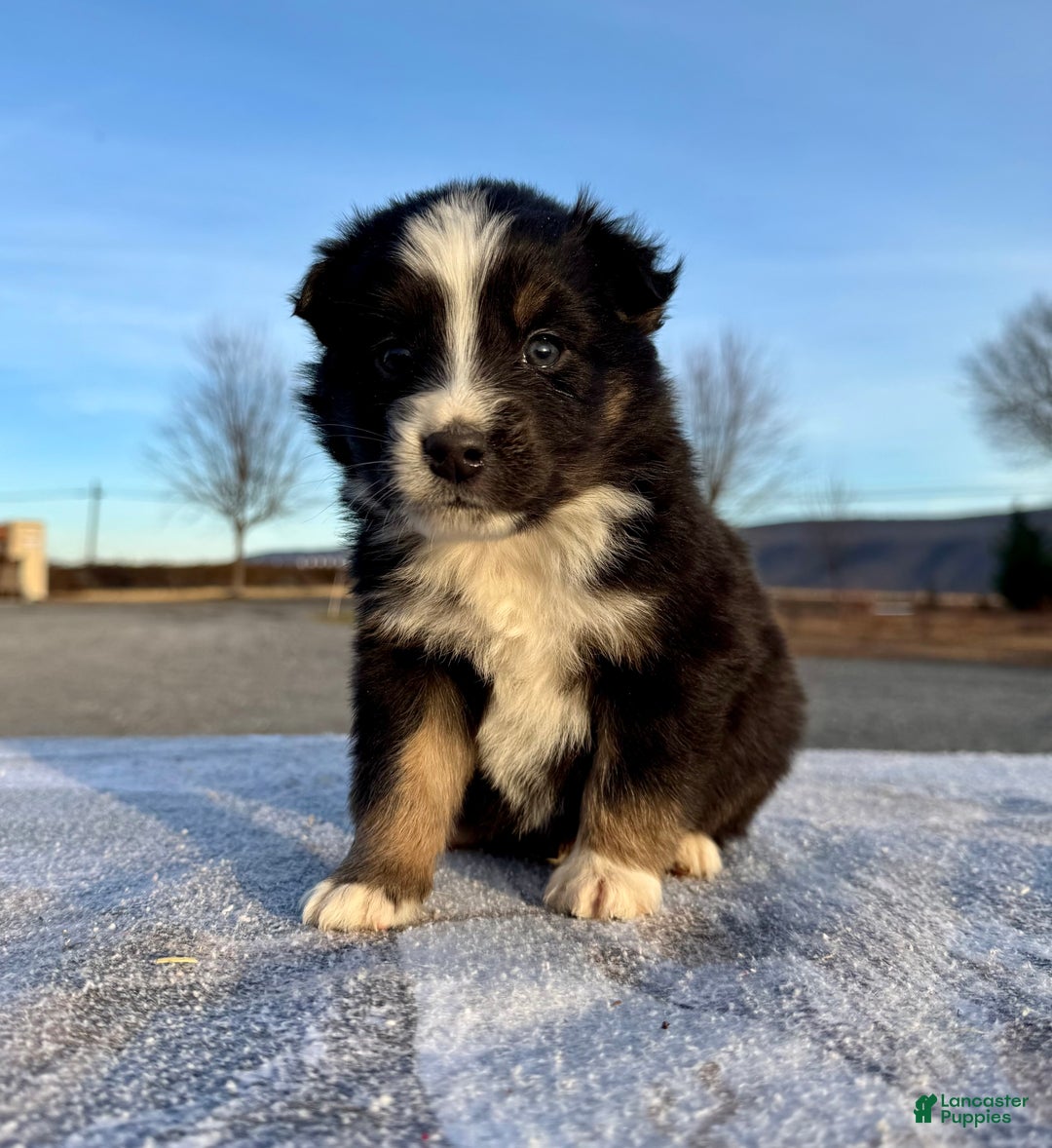 Miniature Australian Shepherd dogs for sale: Ranger - Ad 5