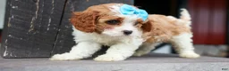 Cavapoo dogs for sale: Victor 🐾 - Ad 14