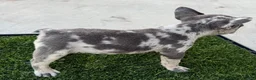 French Bulldog dogs for sale: French Bulldog 3 - Ad 2