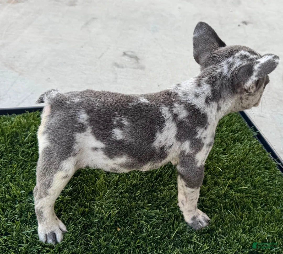 French Bulldog dogs for sale: French Bulldog 3 - Ad 2
