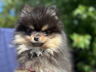 Pomeranian dogs - Ad 27