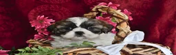 Shih Tzu dogs for sale: Lola - Ad 3