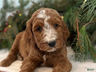 Irish Doodle dogs Theodore - Ad 7