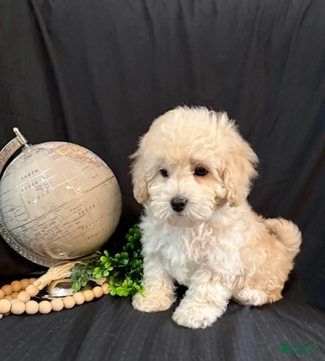 Lhasapoo dogs for sale: Hudson - Ad 1