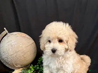 Lhasapoo dogs Hudson - Ad 6