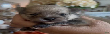 Boy 2