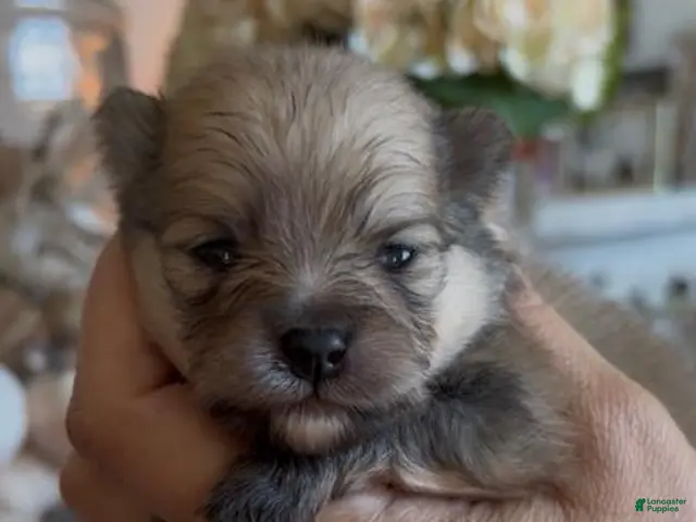 Pomeranian dogs for sale: Boy 2 - Ad 4