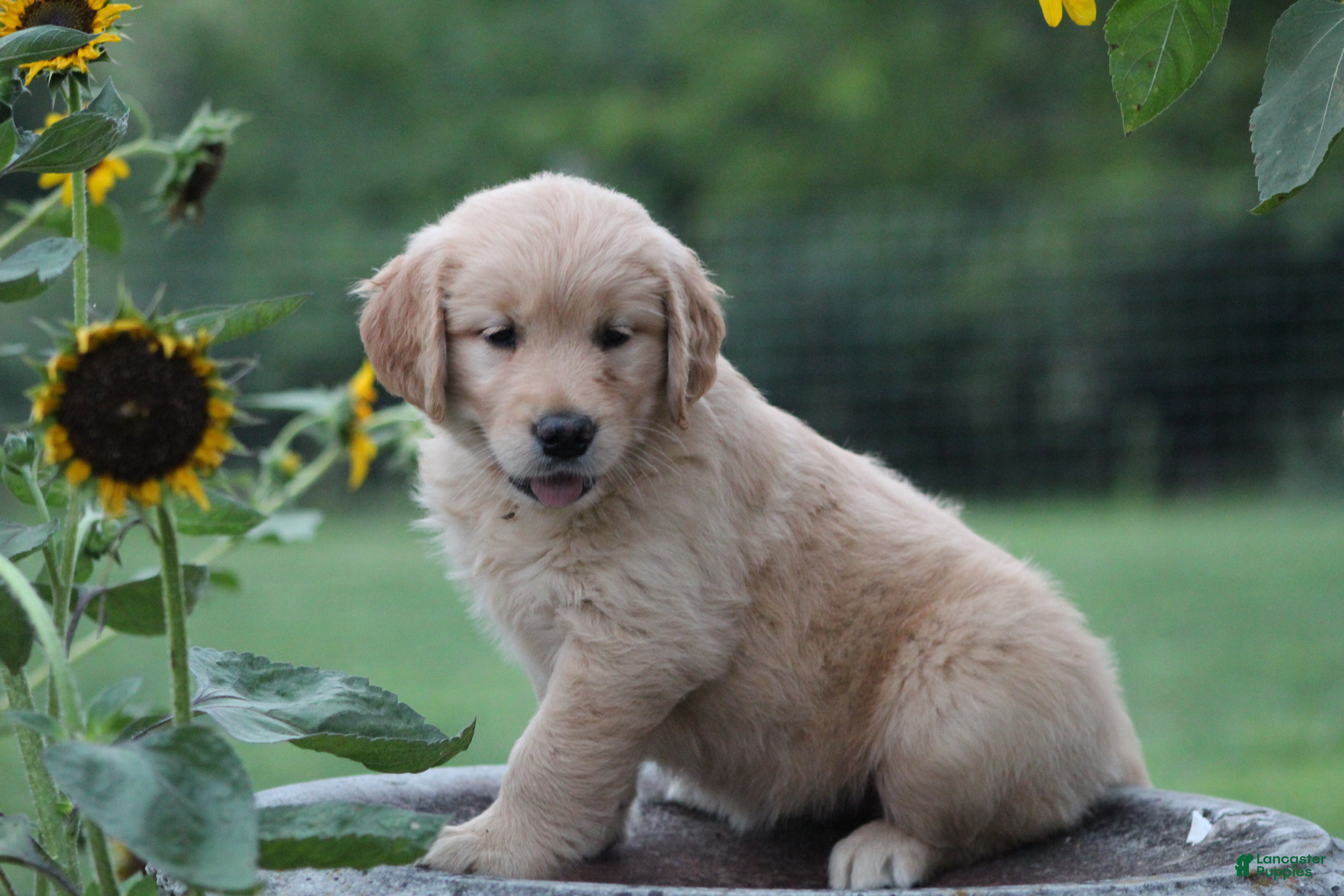 Golden Retriever dogs Amber - Ad 2