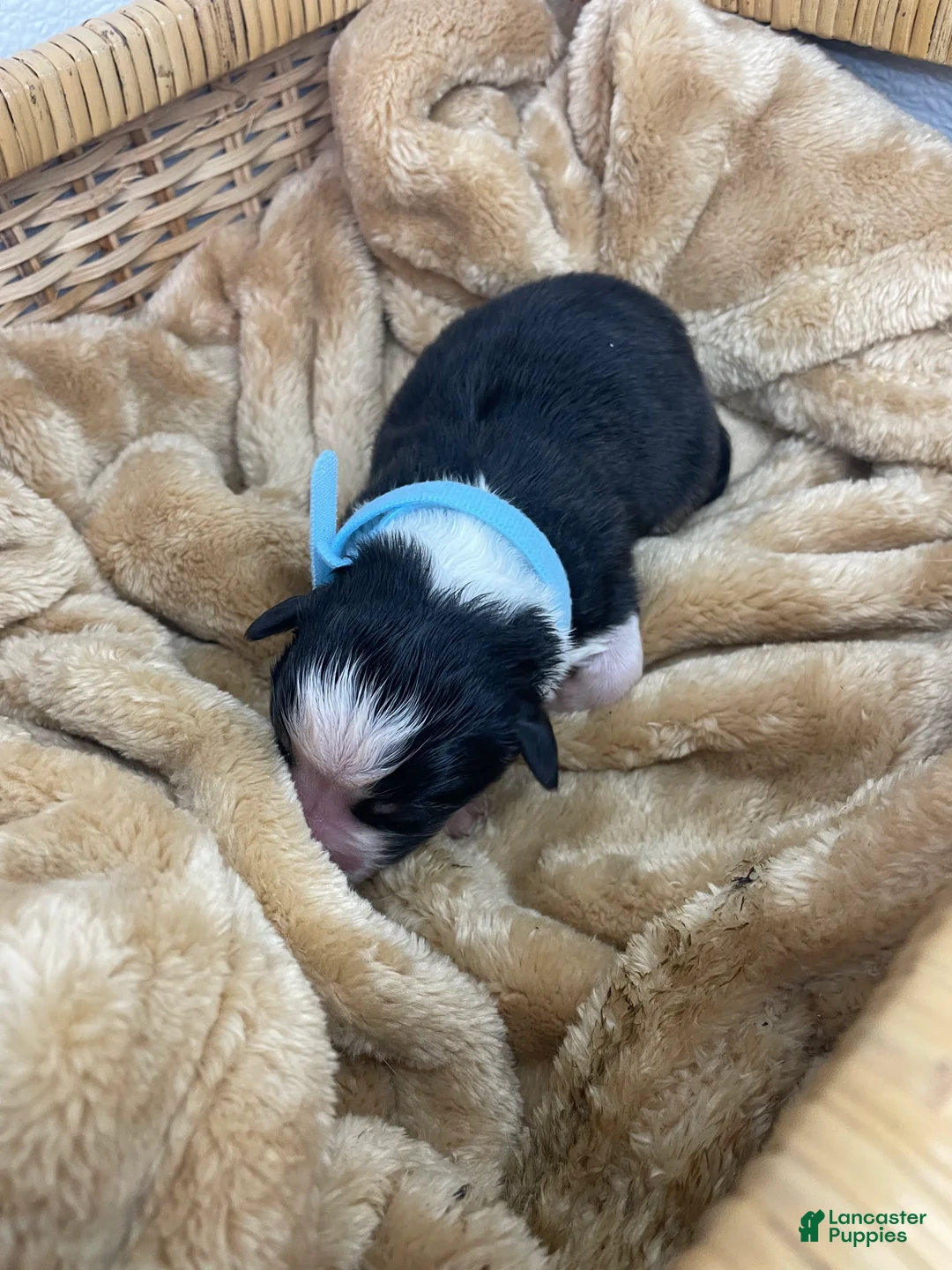 Australian Shepherd dogs for sale: Australian Shepherd-Mel - Ad 1