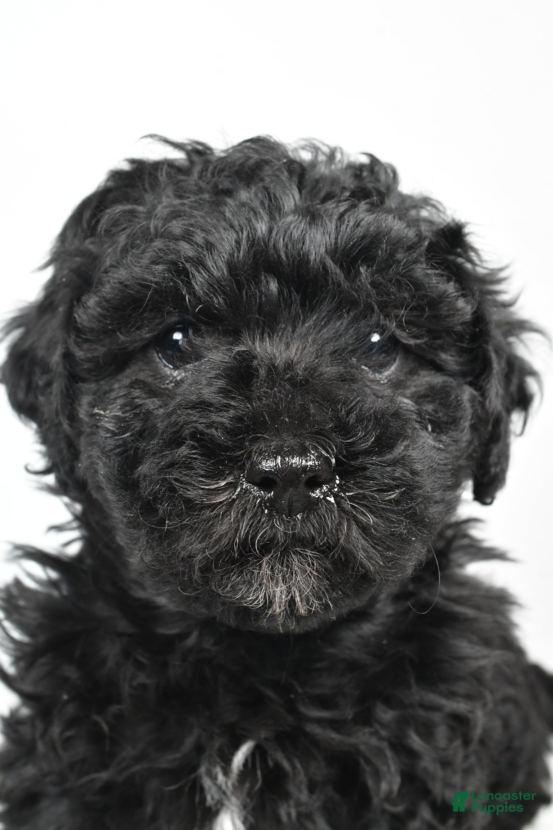 Yorkiepoo dogs Rosa - Ad 2