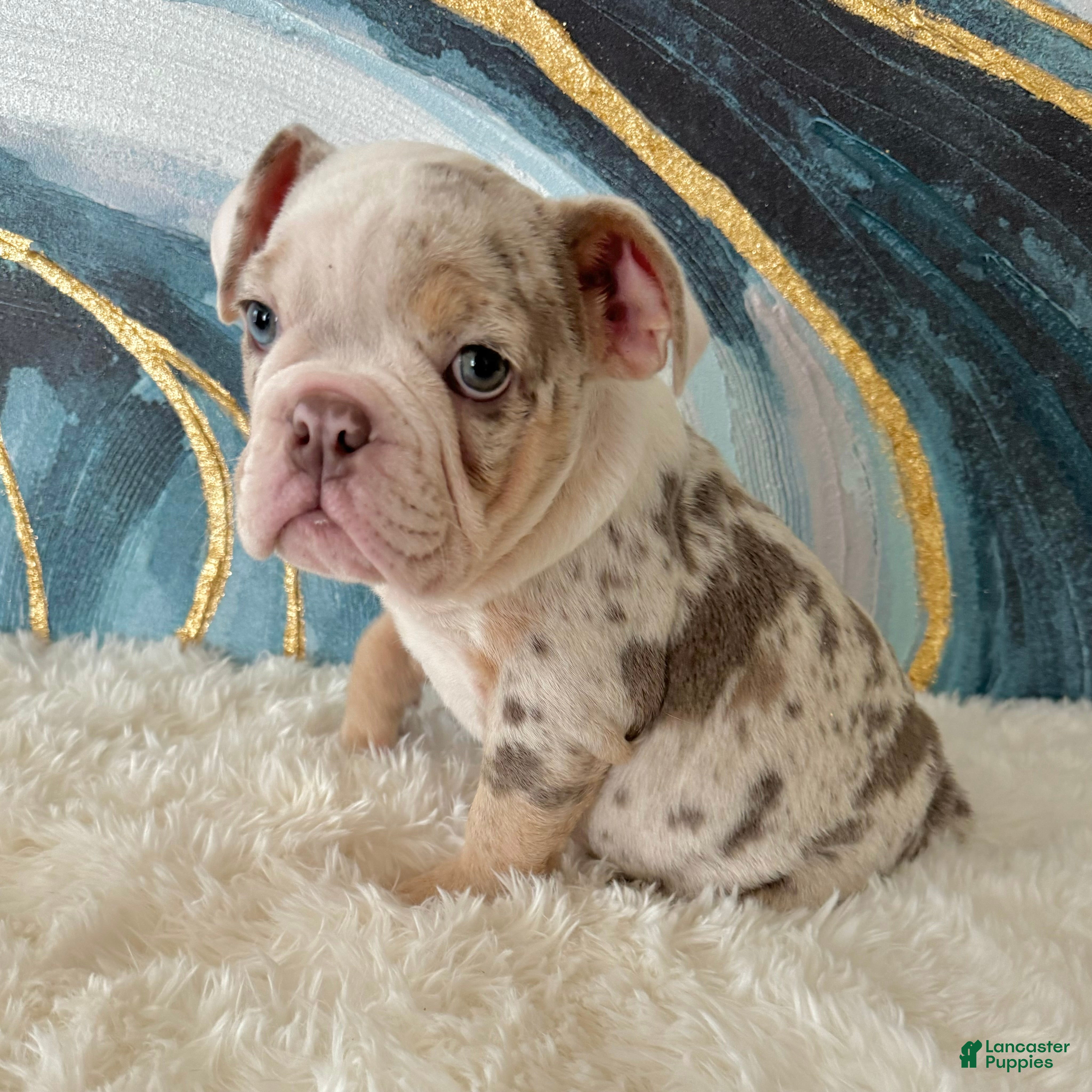 English Bulldog dogs Lulu - Ad 15