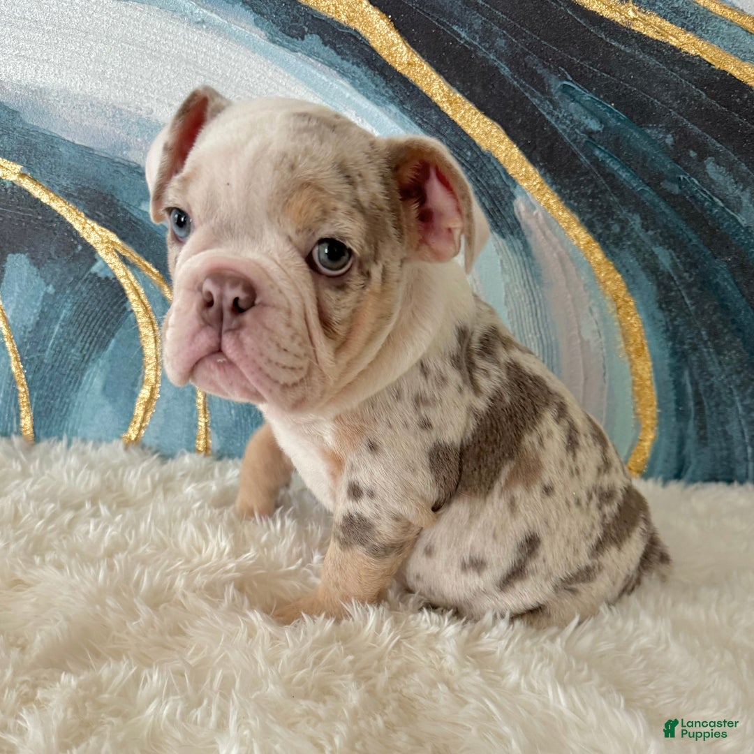 English Bulldog dogs for sale: Lulu - Ad 1