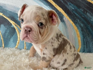 English Bulldog dogs Lulu - Ad 39