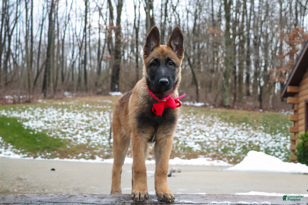 Belgian Malinois dogs for sale: Angel - Ad 8