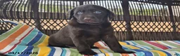 Labrador Retriever dogs for sale: Ollie - Ad 5