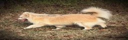 Pomsky dogs for sale: Andy - Ad 3