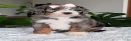 Mini Bernedoodle dogs for sale: Mini Indy - Ad 4