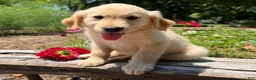 Golden Retriever dogs for sale: Jasper - Ad 4