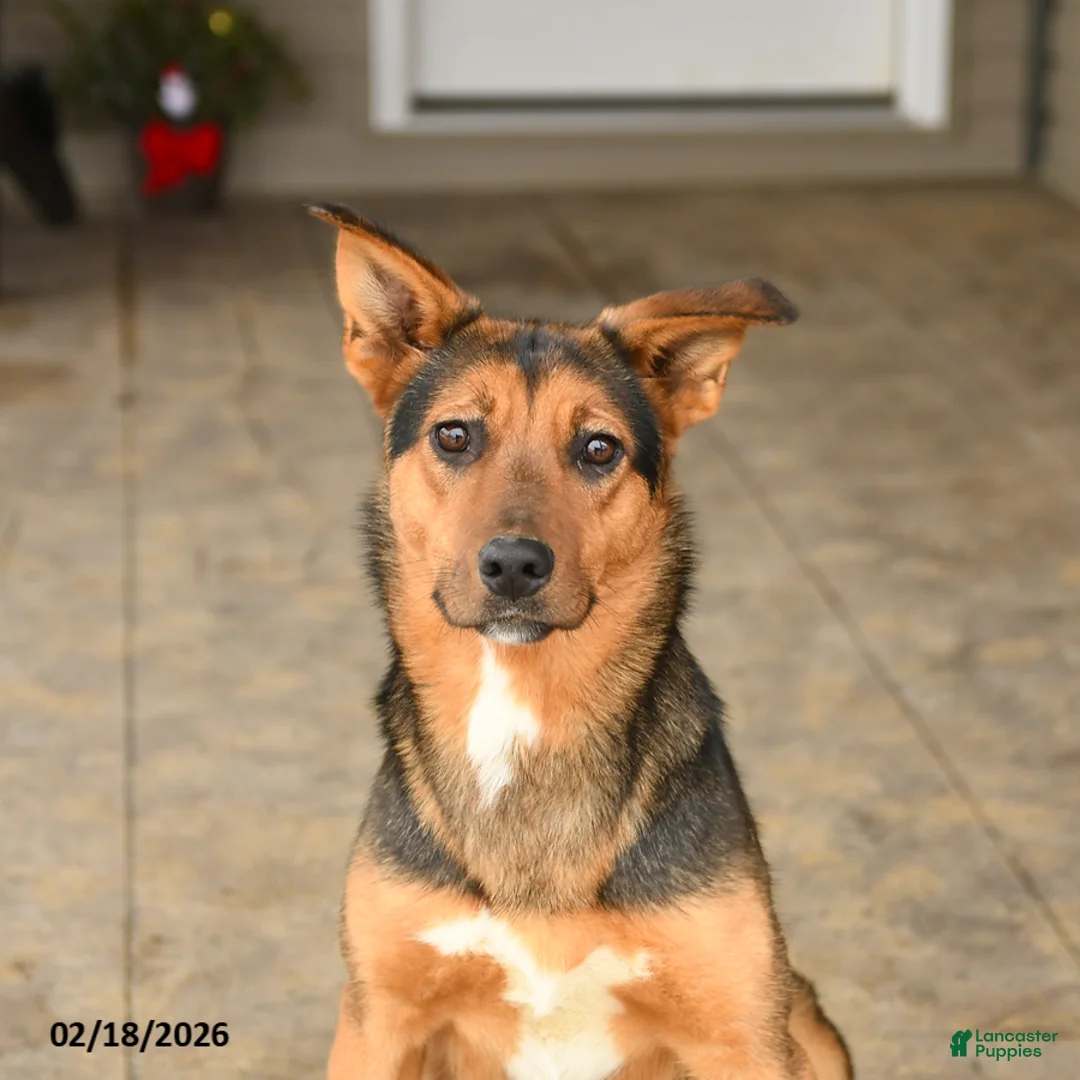 Mixed Breed dogs for sale: Cleo - Ad 3