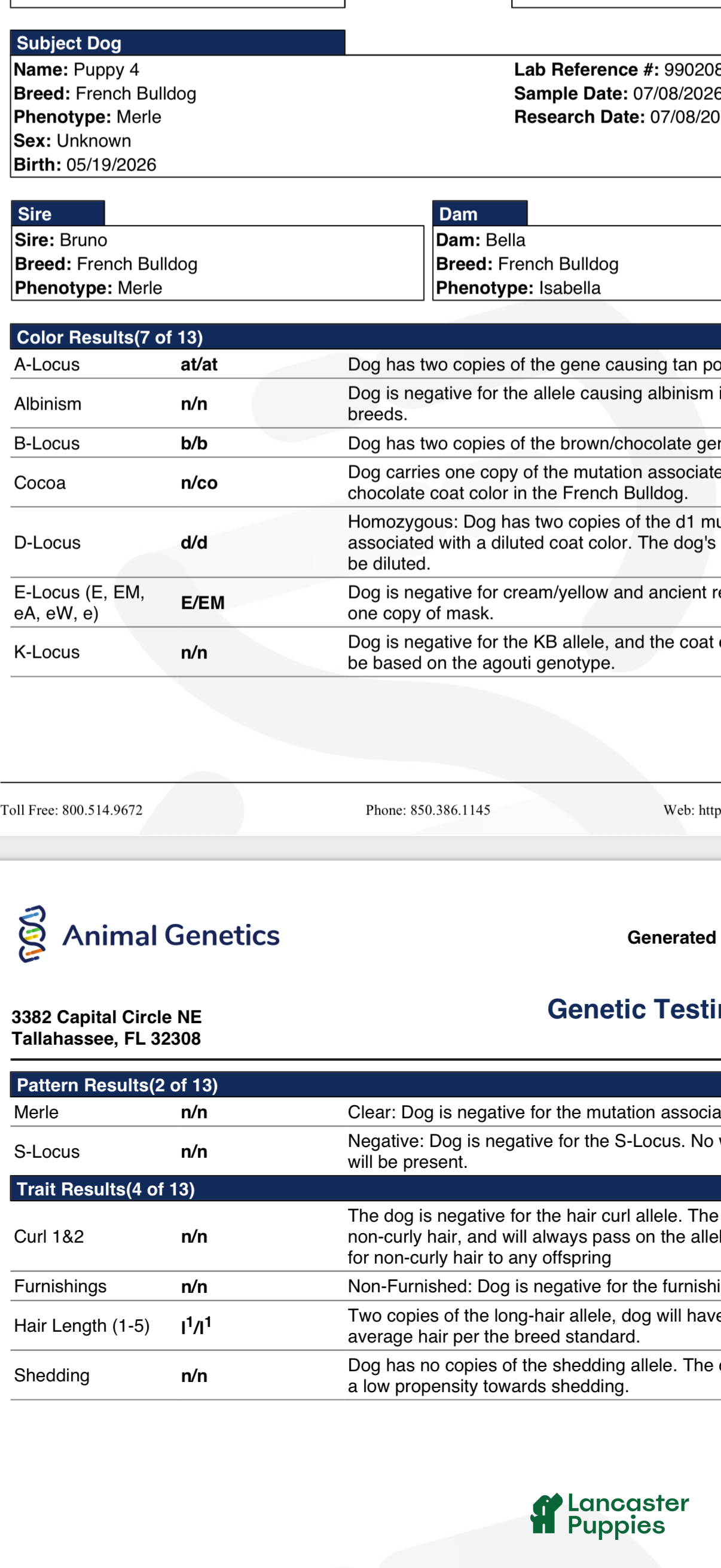 French Bulldog dogs French Bulldog 4 - Ad 2