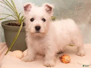 West Highland Terrier dogs for sale: Starfish - Ad 1